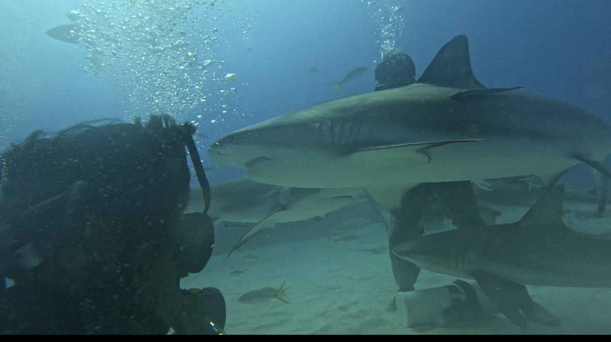 Underwater encounter with marine life during diving expedition