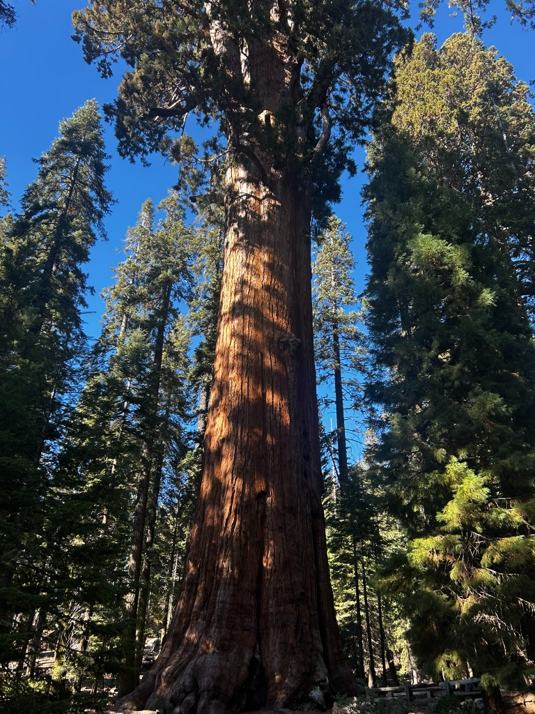 Giant Sequoia tree towering into the blue sky